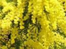 Mimose per l'8 marzo, crolla la raccolta per il gelo ma il fiore sar� incantevole
