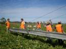 Dall�agricoltura 300mila nuovi posti di lavoro nei prossimi 5 anni 